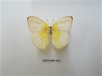 藏品(遷粉蝶)的圖片